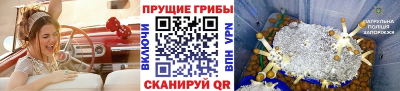 Купить  Кондрово  Галлюциногенные грибы MAGIC MUSHROOMS 